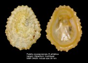 Patella ulyssiponensis